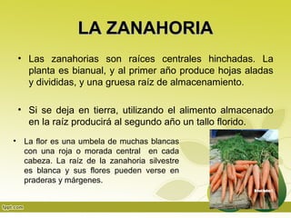 LA ZANAHORIA
    • Las zanahorias son raíces centrales hinchadas. La
      planta es bianual, y al primer año produce hojas aladas
      y divididas, y una gruesa raíz de almacenamiento.

    • Si se deja en tierra, utilizando el alimento almacenado
      en la raíz producirá al segundo año un tallo florido.
•    La flor es una umbela de muchas blancas
     con una roja o morada central en cada
     cabeza. La raíz de la zanahoria silvestre
     es blanca y sus flores pueden verse en
     praderas y márgenes.
 