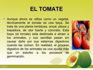EL TOMATE
• Aunque ahora se utiliza como un vegetal,
  técnicamente el tomate es una baya. Se
  trata de una planta herbácea, anual, pilosa y
  trepadora, de olor fuerte y concreto. Esta
  baya (el tomate) esta destinada a atraer a
  los animales, y sus semillas pasan sin
  causar daño por sus sistemas digestivos
  cuando las comen. En realidad, el proceso
  digestivo de los animales es una ayuda más
  que un estorbo a los procesos de
  germinación.
 