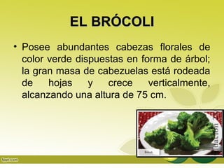 EL BRÓCOLI
• Posee abundantes cabezas florales de
  color verde dispuestas en forma de árbol;
  la gran masa de cabezuelas está rodeada
  de    hojas    y   crece    verticalmente,
  alcanzando una altura de 75 cm.
 