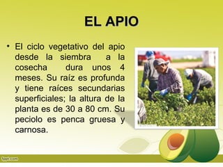EL APIO
• El ciclo vegetativo del apio
  desde la siembra         a la
  cosecha       dura unos 4
  meses. Su raíz es profunda
  y tiene raíces secundarias
  superficiales; la altura de la
  planta es de 30 a 80 cm. Su
  peciolo es penca gruesa y
  carnosa.
 
