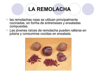 LA REMOLACHA las remolachas rojas se utilizan principalmente cocinadas, en forma de entremeses y ensaladas compuestas. Las jóvenes raíces de remolacha pueden rallarse en juliana y consumirse cocidas en ensalada.  