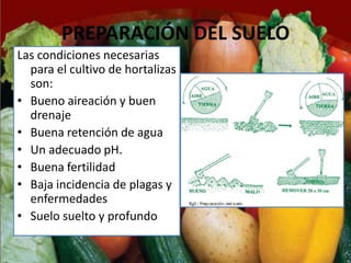 PREPARACIÓN DEL SUELO
Las condiciones necesarias
  para el cultivo de hortalizas
  son:
• Bueno aireación y buen
  drenaje
• Buena retención de agua
• Un adecuado pH.
• Buena fertilidad
• Baja incidencia de plagas y
  enfermedades
• Suelo suelto y profundo
 