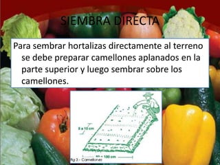 SIEMBRA DIRECTA
Para sembrar hortalizas directamente al terreno
  se debe preparar camellones aplanados en la
  parte superior y luego sembrar sobre los
  camellones.
 