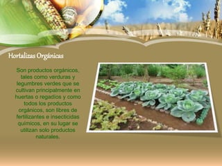Hortalizas Orgánicas
Son productos orgánicos,
tales como verduras y
legumbres verdes que se
cultivan principalmente en
huertas o regadíos y como
todos los productos
orgánicos, son libres de
fertilizantes e insecticidas
químicos, en su lugar se
utilizan solo productos
naturales.
 