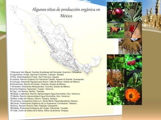 1 Manzana San Miguel, Huertas Guadalupe del Noroeste, Guerrero, Chihuahua.
2 Legumbres y frutas, Agrícola Crisantes, Culiacán, Sinaloa.
3 Piña, Deshidratadora Frutair, San Francisco, Nayarit.
4 Lácteos, Rancho Orgánico Ex Hacienda Castillo, Apaseo el Grande, Guanajuato.
5 Lechuga, Desarrollo Agropecuario Bravo, Valle de Bravo, Estado de México.
6 Zarzamoras, Rancho El Amate, Chalmita, Estado de México.
7 Amaranto, Amarantos Mexiquenses, Ozumba, Estado de México.
8 Carne Orgánica, Agroinpes, Tuxpan, Veracruz.
9 Trigo, Los Álamos, Muñoz, Tlaxcala.
10 Abeja y caléndula, Rancho Agroecológico Agua Escondida, Xico, Veracruz.
11 Menta, Rancho Agroecológico Agua Escondida, Xico, Veracruz.
12 Maíz criollo de Oaxaca, Itanoní, Oaxaca, Oaxaca.
13 Jamaica, Cooperativa Kiee-Lu'u, Santa María Tlapanalquiáhuitl, Oaxaca.
14 Cacao, Productores Orgánicos de La Esperanza, Cunduacán, Tabasco.
15 Arroz, Rancho Pancho Villa, Palizada, Campeche.
16 Sábila, Productos Ecológicos del Vergel, Oxkutzcab, Yucatán.
17 Café, Unión de Ejidos de la Selva, Selva Lacandona, Chiapas.
Algunos sitios de producción orgánica en
México
 
