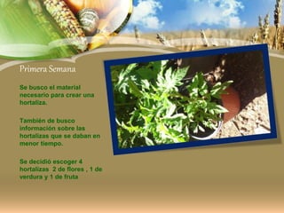 Primera Semana
Se busco el material
necesario para crear una
hortaliza.
También de busco
información sobre las
hortalizas que se daban en
menor tiempo.
Se decidió escoger 4
hortalizas 2 de flores , 1 de
verdura y 1 de fruta
 
