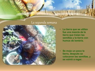 La segunda semana
• La tierra que se utilizo
fue una mezcla de la
tierra que traían las
semillas y la tierra con
humus de lombriz.
• Se mojo un poco la
tierra, después se
colocaron las semillas, y
se volvió a regar.
 
