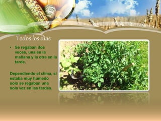 Todos los dias
• Se regaban dos
veces, una en la
mañana y la otra en la
tarde.
Dependiendo el clima, si
estaba muy húmedo
solo se regaban una
sola vez en las tardes.
 