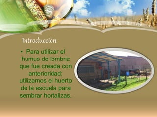 Introducción
• Para utilizar el
humus de lombriz
que fue creada con
anterioridad;
utilizamos el huerto
de la escuela para
sembrar hortalizas.
 