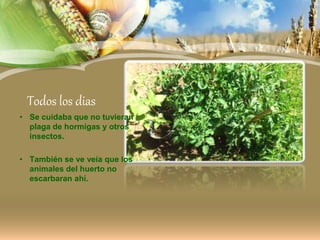 Todos los dias
• Se cuidaba que no tuvieran
plaga de hormigas y otros
insectos.
• También se ve veía que los
animales del huerto no
escarbaran ahí.
 