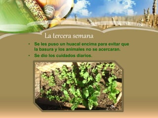 La tercera semana
• Se les puso un huacal encima para evitar que
la basura y los animales no se acercaran.
• Se dio los cuidados diarios.
 