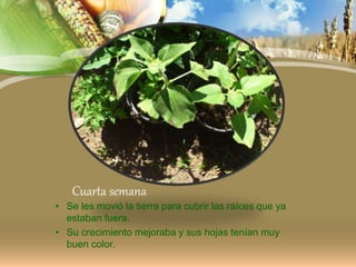 Cuarta semana
• Se les movió la tierra para cubrir las raíces que ya
estaban fuera.
• Su crecimiento mejoraba y sus hojas tenían muy
buen color.
 