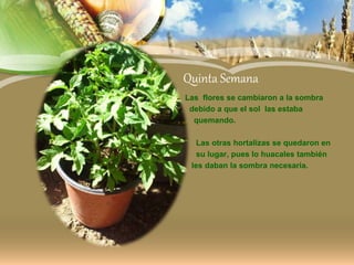 Quinta Semana
Las flores se cambiaron a la sombra
debido a que el sol las estaba
quemando.
Las otras hortalizas se quedaron en
su lugar, pues lo huacales también
les daban la sombra necesaria.
 