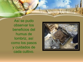 Así se pudo
observar los
beneficios del
humus de
lombriz, así
como los pasos
y cuidados de
cada cultivo.
 