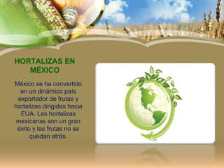 HORTALIZAS EN
MÉXICO
México se ha convertido
en un dinámico país
exportador de frutas y
hortalizas dirigidas hacia
EUA. Las hortalizas
mexicanas son un gran
éxito y las frutas no se
quedan atrás.
 