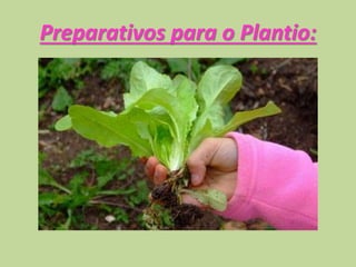Preparativos para o Plantio:
 