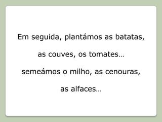 Em seguida, plantámos as batatas, as couves, os tomates…semeámos o milho, as cenouras, as alfaces…