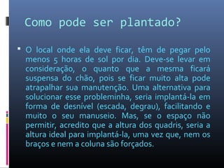 Como pode ser plantado?

 O local onde ela deve ficar, têm de pegar pelo
  menos 5 horas de sol por dia. Deve-se levar em
  consideração, o quanto que a mesma ficará
  suspensa do chão, pois se ficar muito alta pode
  atrapalhar sua manutenção. Uma alternativa para
  solucionar esse probleminha, seria implantá-la em
  forma de desnível (escada, degrau), facilitando e
  muito o seu manuseio. Mas, se o espaço não
  permitir, acredito que a altura dos quadris, seria a
  altura ideal para implantá-la, uma vez que, nem os
  braços e nem a coluna são forçados.
 