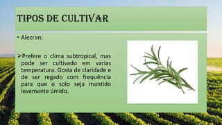 Tipos de cultivar
• Alecrim:
Prefere o clima subtropical, mas
pode ser cultivado em varias
temperatura. Gosta de claridade e
de ser regado com frequência
para que o solo seja mantido
levemente úmido.
 