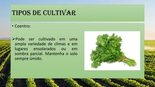 Tipos de cultivar
• Coentro:
Pode ser cultivado em uma
ampla variedade de climas e em
lugares ensolarados ou em
sombra parcial. Mantenha o solo
sempre úmido.
 