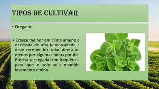 Tipos de cultivar
• Orégano:
Cresce melhor em clima ameno e
necessita de alta luminosidade e
deve receber luz solar direta ao
menos por algumas horas por dia.
Precisa ser regada com frequência
para que o solo seja mantido
levemente úmido.
 