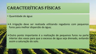 CARACTERÍTICAS FÍSICaS
• Quantidade de água:
A irrigação deve ser realizada utilizando regadores com pequenos
furos para melhor dispersão da água;
Outro ponto importante é a realização de pequenos furos na parte
interior dos vasos para que o excesso de água seja drenado, evitando
assim a saturação do solo.
 