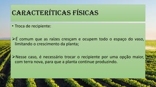 CARACTERÍTICAS FÍSICaS
• Troca de recipiente:
É comum que as raízes cresçam e ocupem todo o espaço do vaso,
limitando o crescimento da planta;
Nesse caso, é necessário trocar o recipiente por uma opção maior,
com terra nova, para que a planta continue produzindo.
 