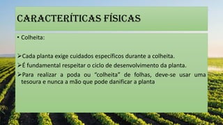 CARACTERÍTICAS FÍSICas
• Colheita:
Cada planta exige cuidados específicos durante a colheita.
É fundamental respeitar o ciclo de desenvolvimento da planta.
Para realizar a poda ou “colheita” de folhas, deve-se usar uma
tesoura e nunca a mão que pode danificar a planta
 