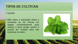 Tipos de cultivar
• Hortelã:
Não tolera a exposição direta e
constante ao sol. Precisa ser
regada constantemente para
manter a terra úmida, porém é
preciso ter cuidado para não
encharcar as raízes.
 