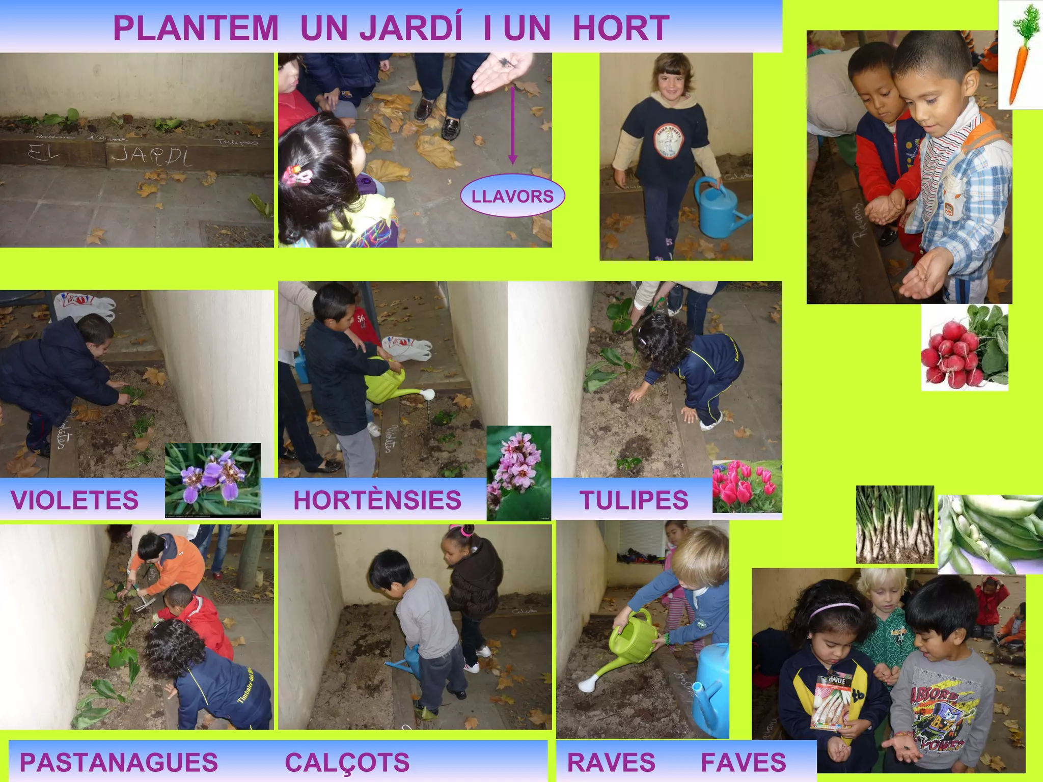 PLANTEM UN JARDÍ I UN HORT LLAVORS PASTANAGUES CALÇOTS VIOLETES HORTÈNSIES TULIPES RAVES FAVES