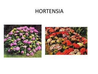 HORTENSIA
 