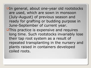 In general, about one-year old rootstocks
are used, which are sown in monsoon
(July-August) of previous season and
ready for grafting or budding purpose in
June-September of current year.
This practice is expensive and requires
long time. Such rootstocks invariably lose
their tap root system as a result of
repeated transplanting in the nursery and
plants raised in containers developed
coiled roots.
 