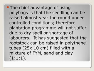 The chief advantage of using
polybags is that the seedling can be
raised almost year the round under
controlled conditions; therefore
plantation programme will not suffer
due to dry spell or shortage of
labourers. It has suggested that the
rootstock can be raised in polythene
tubes (25x 10 cm) filled with a
mixture of FYM, sand and clay
(1:1:1).
 
