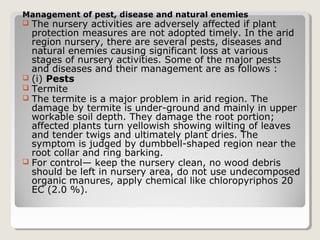 Management of pest, disease and natural enemies
 The nursery activities are adversely affected if plant
protection measures are not adopted timely. In the arid
region nursery, there are several pests, diseases and
natural enemies causing significant loss at various
stages of nursery activities. Some of the major pests
and diseases and their management are as follows :
 (i) Pests
 Termite
 The termite is a major problem in arid region. The
damage by termite is under­ground and mainly in upper
workable soil depth. They damage the root portion;
affected plants turn yellowish showing wilting of leaves
and tender twigs and ultimately plant dries. The
symptom is judged by dumbbell­shaped region near the
root collar and ring barking.
 For control— keep the nursery clean, no wood debris
should be left in nursery area, do not use undecomposed
organic manures, apply chemical like chloropyriphos 20
EC (2.0 %).
 