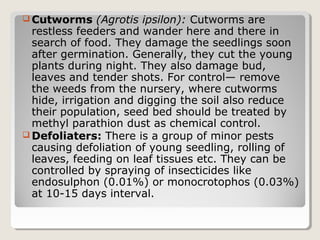  Cutworms (Agrotis ipsilon): Cutworms are
restless feeders and wander here and there in
search of food. They damage the seedlings soon
after germination. Generally, they cut the young
plants during night. They also damage bud,
leaves and tender shots. For control— remove
the weeds from the nursery, where cutworms
hide, irrigation and digging the soil also reduce
their population, seed bed should be treated by
methyl parathion dust as chemical control.
 Defoliaters: There is a group of minor pests
causing defoliation of young seedling, rolling of
leaves, feeding on leaf tissues etc. They can be
controlled by spraying of insecticides like
endosulphon (0.01%) or monocrotophos (0.03%)
at 10­15 days interval.
 