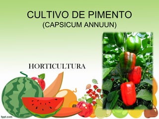 CULTIVO DE PIMENTO
(CAPSICUM ANNUUN)
HORTICULTURA
 