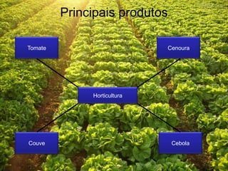 Principais produtos

Tomate                       Cenoura




              Horticultura




Couve                          Cebola
 