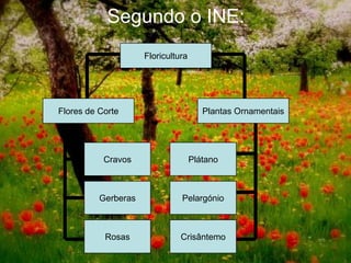 Segundo o INE:
                     Floricultura




Flores de Corte                        Plantas Ornamentais




           Cravos                   Plátano



          Gerberas             Pelargónio



           Rosas               Crisântemo
 