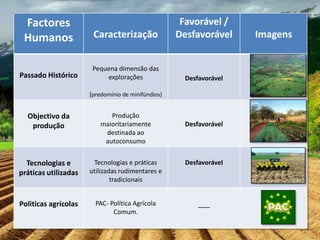 Factores                                            Favorável /
 Humanos               Caracterização               Desfavorável     Imagens


                       Pequena dimensão das
Passado Histórico          explorações                Desfavorável

                      (predomínio de minifúndios)


  Objectivo da               Produção
   produção               maioritariamente            Desfavorável
                           destinada ao
                           autoconsumo


  Tecnologias e        Tecnologias e práticas         Desfavorável
práticas utilizadas   utilizadas rudimentares e
                              tradicionais


Politicas agrícolas     PAC- Política Agrícola            ___
                              Comum.
 