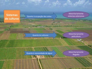 Maioritariamente
 Sistemas     Quanto à ocupação dos solos:    sistemas extensivos
de culturas



                                              Maioritariamente
                    Quanto às culturas:
                                                policultura




                                              Maioritariamente
              Quanto à necessidade de água:
                                                  Regadio
 