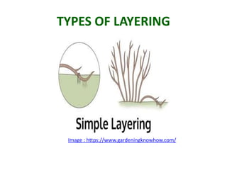Types Of Layering HORTICULTURAL PRACTICES : CUTTING, LAYERING, GRAFTING & BUDDING SMG | PPTX