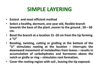 HORTICULTURAL PRACTICES : CUTTING, LAYERING, GRAFTING & BUDDING SMG | PPTX
