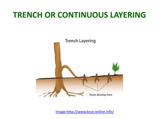 HORTICULTURAL PRACTICES : CUTTING, LAYERING, GRAFTING & BUDDING SMG | PPTX