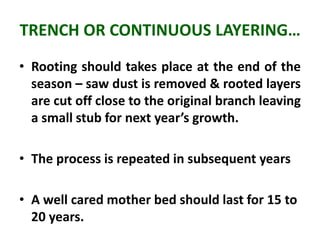 HORTICULTURAL PRACTICES : CUTTING, LAYERING, GRAFTING & BUDDING SMG | PPTX