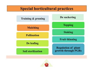 Training & pruning De suckering
Staking
Topping
Pollination
Mulching
Special horticultural practicesSpecial horticultural practices
Regulation of plant
growth through PGRs
Fruit thinning
Soil sterilization
De leafing
Pollination
12
 