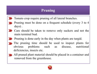 PruningPruning
Tomato crop require pruning of all lateral branches.
Pruning must be done on a frequent schedule (every 3 to 4
days) .
Care should be taken to remove only suckers and not the
main terminal bud.
Pruning is done early in the day when plants are turgid.
The pruning time should be used to inspect plants for
obvious problems such as disease, nutritional
deficiencies, insects etc.
All pruned plant material should be placed in a container and
removed from the greenhouse.
Tomato crop require pruning of all lateral branches.
Pruning must be done on a frequent schedule (every 3 to 4
days) .
Care should be taken to remove only suckers and not the
main terminal bud.
Pruning is done early in the day when plants are turgid.
The pruning time should be used to inspect plants for
obvious problems such as disease, nutritional
deficiencies, insects etc.
All pruned plant material should be placed in a container and
removed from the greenhouse.
15
 