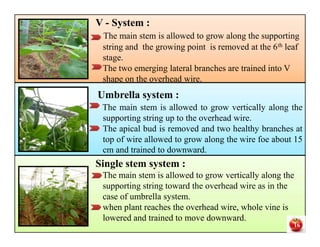• V - System :
The main stem is allowed to grow along the supporting
string and the growing point is removed at the 6th leaf
stage.
• The two emerging lateral branches are trained into V
shape on the overhead wire.
• V - System :
The main stem is allowed to grow along the supporting
string and the growing point is removed at the 6th leaf
stage.
• The two emerging lateral branches are trained into V
shape on the overhead wire.
Umbrella system :
The main stem is allowed to grow vertically along the
supporting string up to the overhead wire.
The apical bud is removed and two healthy branches at
top of wire allowed to grow along the wire foe about 15
cm and trained to downward.
Umbrella system :
The main stem is allowed to grow vertically along the
supporting string up to the overhead wire.
The apical bud is removed and two healthy branches at
top of wire allowed to grow along the wire foe about 15
cm and trained to downward.
Umbrella system :
The main stem is allowed to grow vertically along the
supporting string up to the overhead wire.
The apical bud is removed and two healthy branches at
top of wire allowed to grow along the wire foe about 15
cm and trained to downward.
Umbrella system :
The main stem is allowed to grow vertically along the
supporting string up to the overhead wire.
The apical bud is removed and two healthy branches at
top of wire allowed to grow along the wire foe about 15
cm and trained to downward.
Single stem system :
The main stem is allowed to grow vertically along the
supporting string toward the overhead wire as in the
case of umbrella system.
when plant reaches the overhead wire, whole vine is
lowered and trained to move downward.
Single stem system :
The main stem is allowed to grow vertically along the
supporting string toward the overhead wire as in the
case of umbrella system.
when plant reaches the overhead wire, whole vine is
lowered and trained to move downward.
16
 