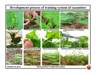 Development process of training system of cucumber
17
 