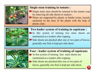 Single stem training in tomato :
Single main stem should be retained in the tomato crop
by removing all side shoots or suckers .
Plants are supported by plastic or binder twine, loosely
anchored on the base of the plants with the help of
plastic clips .
Single stem training in tomato :
Single main stem should be retained in the tomato crop
by removing all side shoots or suckers .
Plants are supported by plastic or binder twine, loosely
anchored on the base of the plants with the help of
plastic clips .
Two leader system of training in capsicum :
In this system of training two main shoots are
maintained as a leaders after topping.
Side shoots are pinched after one or two pairs of leaves,
generally one fruit is kept per side shoot.
Two leader system of training in capsicum :
In this system of training two main shoots are
maintained as a leaders after topping.
Side shoots are pinched after one or two pairs of leaves,
generally one fruit is kept per side shoot.
Two leader system of training in capsicum :
In this system of training two main shoots are
maintained as a leaders after topping.
Side shoots are pinched after one or two pairs of leaves,
generally one fruit is kept per side shoot.
Two leader system of training in capsicum :
In this system of training two main shoots are
maintained as a leaders after topping.
Side shoots are pinched after one or two pairs of leaves,
generally one fruit is kept per side shoot.
Four - leader system of training of capsicum:
In this system of training four main shoots are
maintained as a leaders after topping.
Side shoots are pinched after one or two pairs of
leaves, generally one fruit is kept per side shoot.
Four - leader system of training of capsicum:
In this system of training four main shoots are
maintained as a leaders after topping.
Side shoots are pinched after one or two pairs of
leaves, generally one fruit is kept per side shoot.
18
 