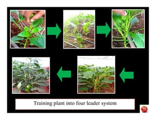 Training plant into four leader system
19
 